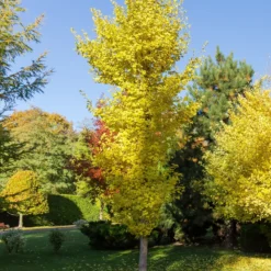 Ginkgo biloba 'Blagon' - Goldener Herbst garantiert