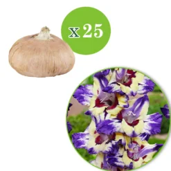 Gladiole 'Circus Club' (x25) - Farbenfrohe Sommerblüten
