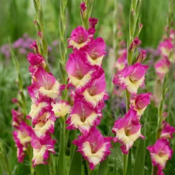 Gladiole ‘Extravert’ (x25) - Rosa Blüten den ganzen Sommer