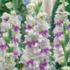 Gladiole Kirov (x10) - Zweifarbige Blüten im Beet
