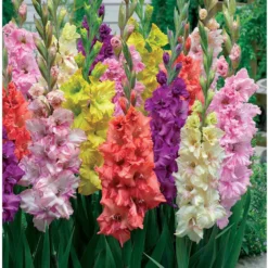 Gladiole Mischung 'Parkiet' (x25) - Farbenmeer im Sommergarten