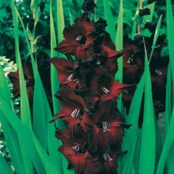 Gladiolen Black Surprise (x10) - Fast schwarze Blüten wow