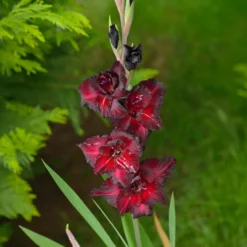 Gladiolen Black Surprise (x10) - Fast schwarze Blüten wow