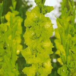 Gladiolen Dingadong (x25) - Sonniges Gelb im Beet
