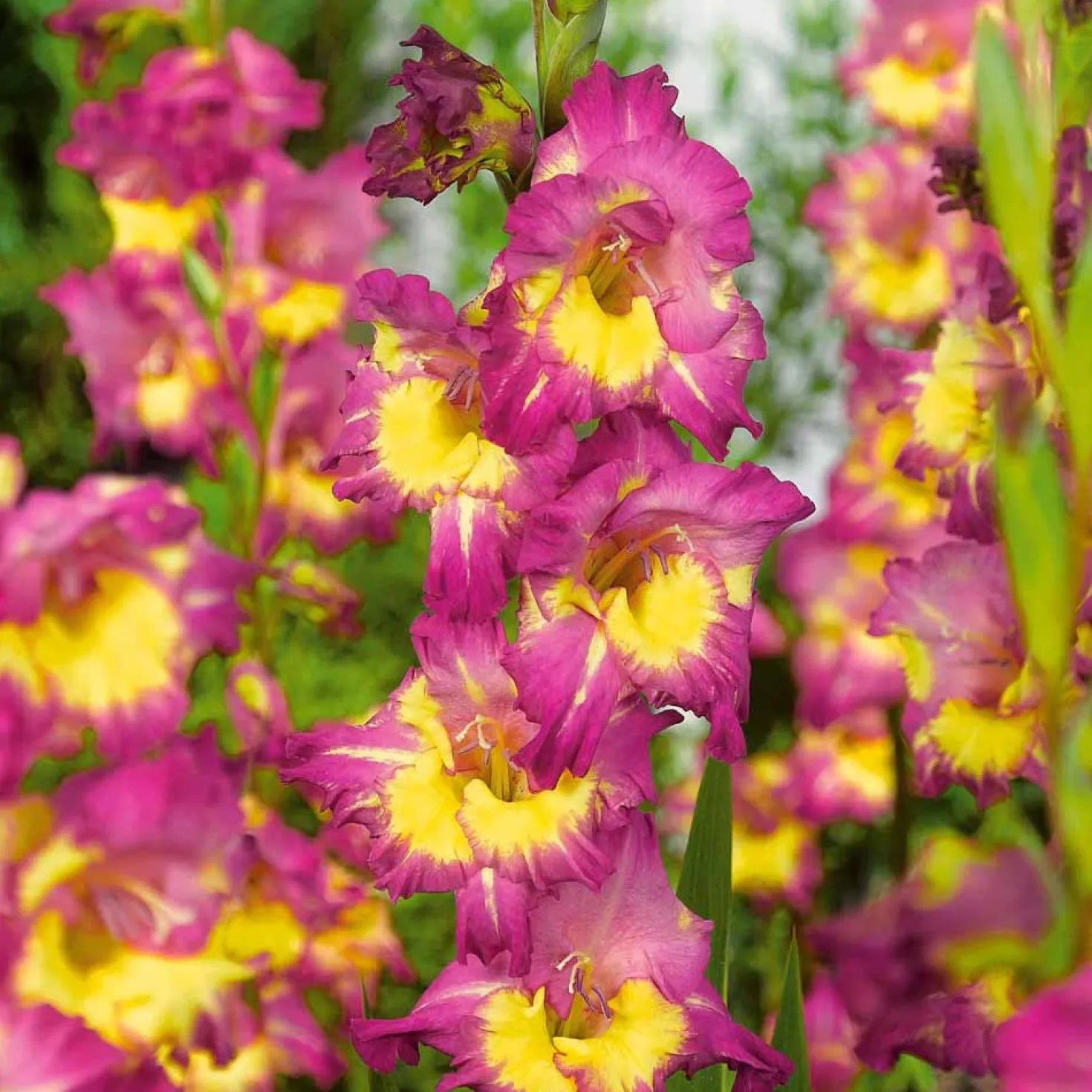 Gladiolen Farwest (x25) - Fuchsia, das sofort auffällt