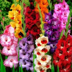 Gladiolen-Kollektion (x50) - 50 Blüten für Ihren Sommer