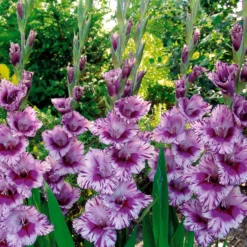 Gladiolen-Kollektion (x50) - 50 Blüten für Ihren Sommer