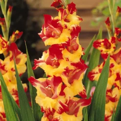Gladiolen-Kollektion (x50) - 50 Blüten für Ihren Sommer