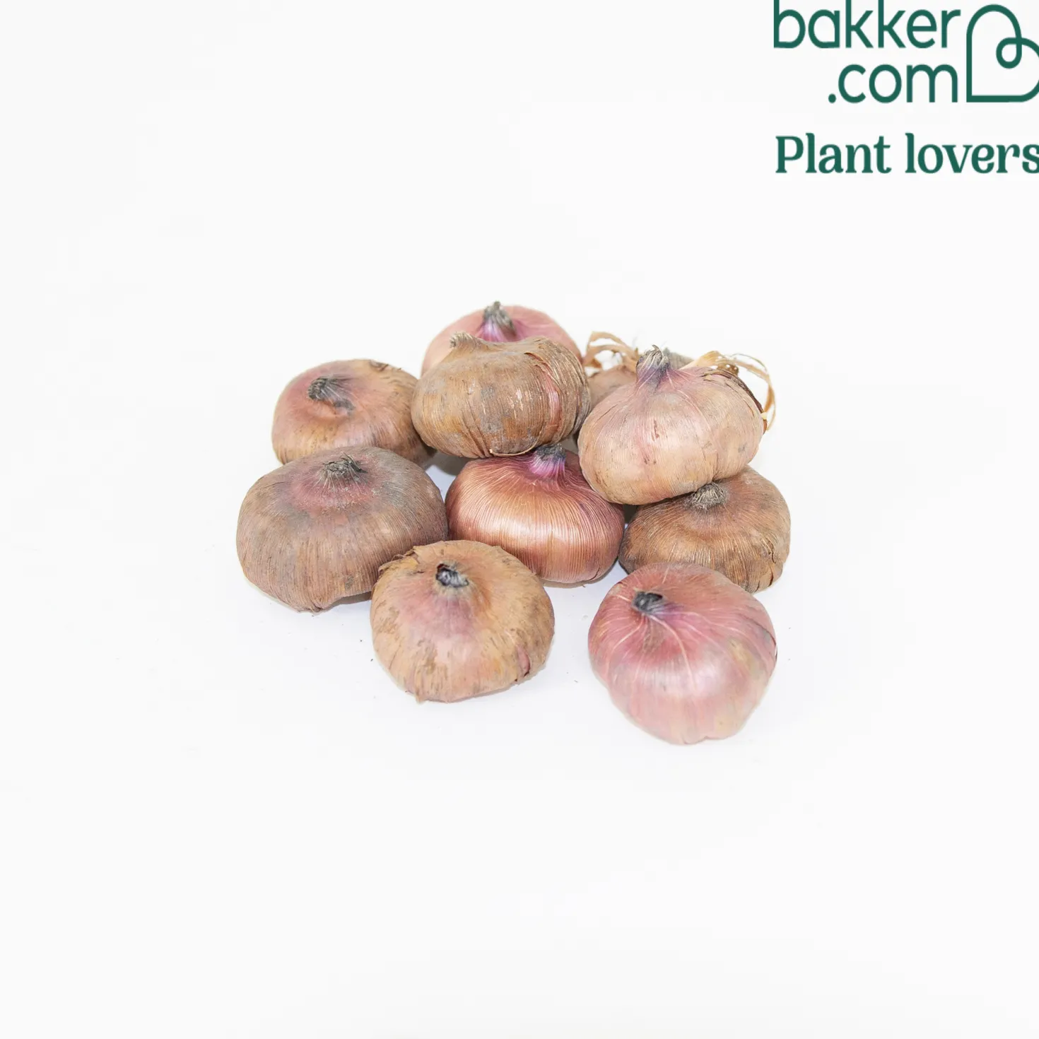 Gladiolen Mystic Shades (x10) - Farbfeuerwerk im Sommerbeet
