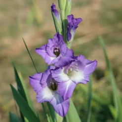 Gladiolen Nori (x25) - Violette Blüten für den Strauß