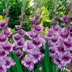 Gladiolen Passos (x25) - Zartes Violett für den Sommer
