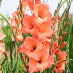Gladiolen ‘Peter Pears’ (x25) - Aprikosenfarben im Sommer