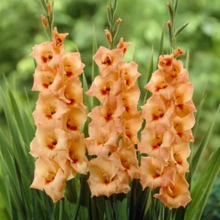 Gladiolen ‘Peter Pears’ (x25) - Aprikosenfarben im Sommer