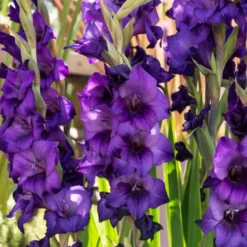 Gladiole ‘Purple Flora’ - Violette Blüten im Beet