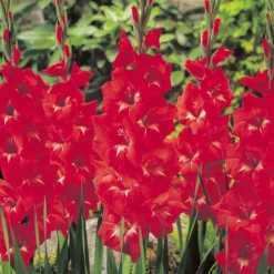 Gladiole ‘Traderhorn’ - Leuchtend rot im Sommer