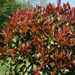 Glanzmispel Photinia 'Red Robin' - Rote Blätter, sofort Sichtschutz