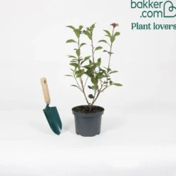 Glanzmispel Photinia 'Red Robin' - Rote Blätter, sofort Sichtschutz