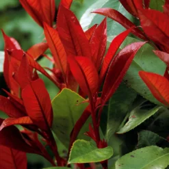 Glanzmispel Photinia 'Red Robin' - Rote Blätter, sofort Sichtschutz