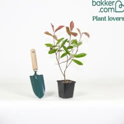 Glanzmispel Photinia 'Red Robin' - Rote Blätter, sofort Sichtschutz