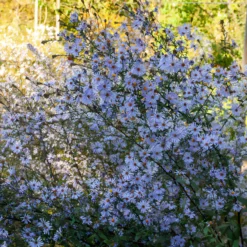 Glatte Aster 'Calliope' - Farbe bis in den Herbst