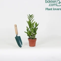 Glücksfeder - Grün, das fast nie Wasser braucht