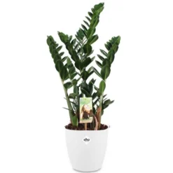 Glücksfeder in weißem Blumentopf - Glücksfeder, sehr robust