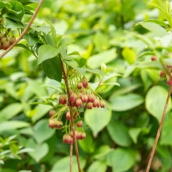 Glocken-Andromede ‘Red Bells’ - Rote Glöckchen im Frühling