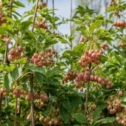 Glocken-Andromede ‘Red Bells’ - Rote Glöckchen im Frühling