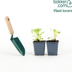Glockenblumen Mischung Carillon (x2) - Farbe im Garten leicht gemacht