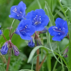 Glocken-Phazelie Blue Bell - Blau blühen leicht gemacht