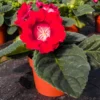 Gloxinie Etoile de Feu - Samtrote Blüten im Topf