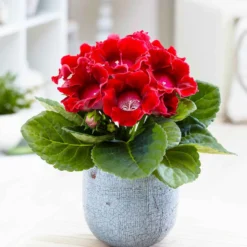 Gloxinie rot - Samtblüten für dunkle Ecken