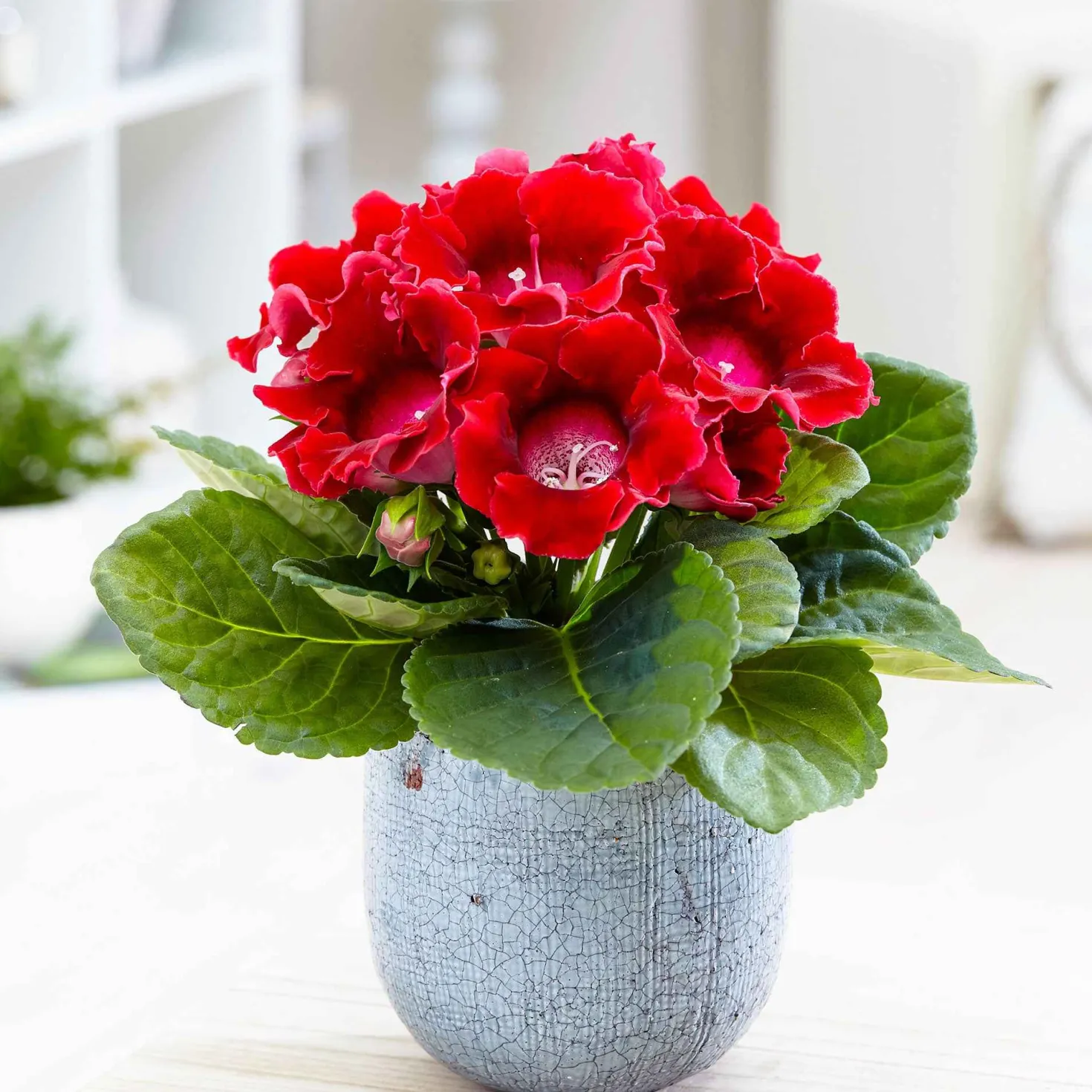 Gloxinie rot - Samtblüten für dunkle Ecken
