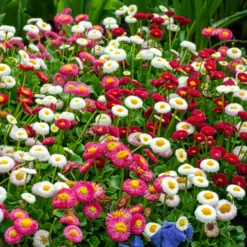 Gänseblümchen Mischung (x2) - Farbenfrohe Blüte im Nu