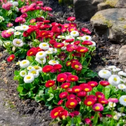 Gänseblümchen Mischung (x2) - Farbenfrohe Blüte im Nu
