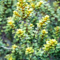 Gänseblümchenstrauch - Meerbrise-Blüten ohne Mühe