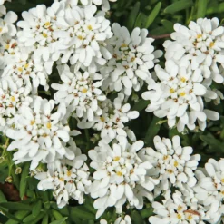 Gänsekresse - Weißes Blütenmeer im Frühjahr