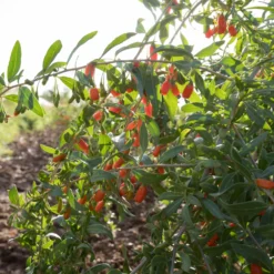 Gojibeere - Superfrucht aus dem Garten