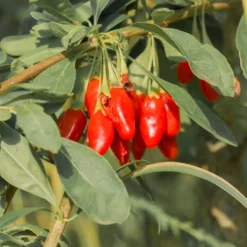 Gojibeere - Superfrucht aus dem Garten