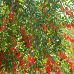 Gojibeere - Superfrucht aus dem Garten
