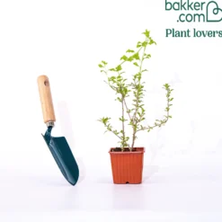 Gojibeere - Superfrucht aus dem Garten