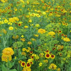 Goldfarbene Blütenmischung - Goldene Blüten den ganzen Sommer