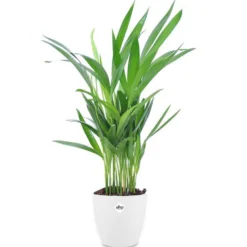 Goldfruchtpalme in weißem Blumentopf - Tropische Palme mit goldenen Blättern