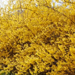 Goldglöckchen - Goldgelber Frühlingsstart