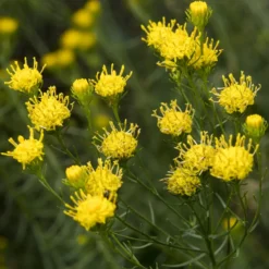 Goldhaar-Aster - Gelbe Blüten bis Oktober