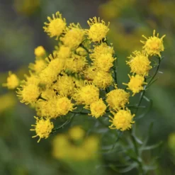 Goldhaar-Aster - Gelbe Blüten bis Oktober