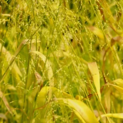 Gold-Hirsegras (Milium effusum 'Aureum') - Goldlicht für den Schatten