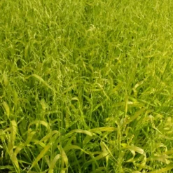 Gold-Hirsegras (Milium effusum 'Aureum') - Goldlicht für den Schatten
