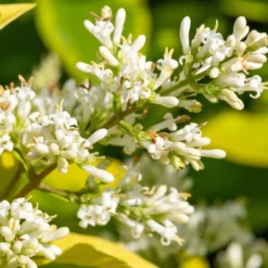 Goldliguster Aureum - Goldene Hecke im Nu