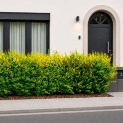 Goldliguster Aureum - Goldene Hecke im Nu